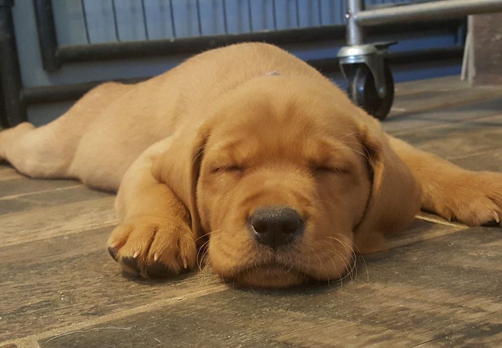 red fox lab for sale near me