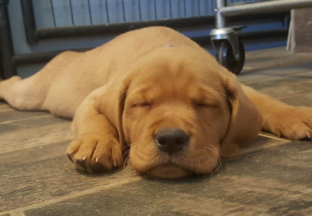 Red english lab store puppies for sale